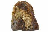 Ceratopsid Tooth - Montana #108110-1